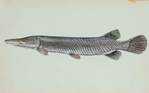 alligator gar stuffed animal