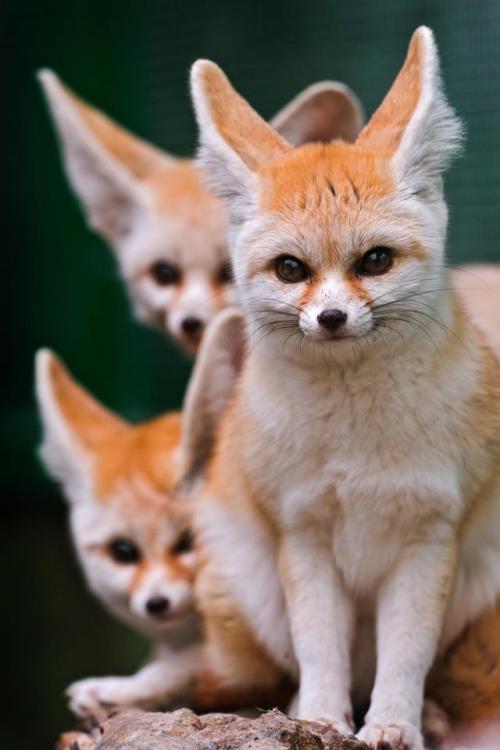 Funny Wildlife • Fennec Fox Appeal!! The fennec fox is a small...