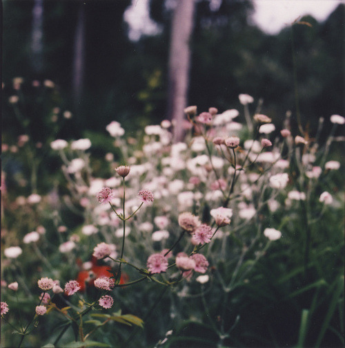 tumblr pictures flowers