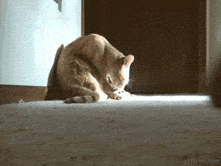 https://66.media.tumblr.com/tumblr_m7ffab0I8x1r3gb3zo1_400.gif