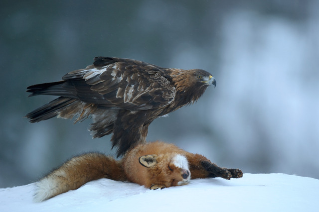 earthandanimals: “The most powerful bird in... - Magical Nature Tour