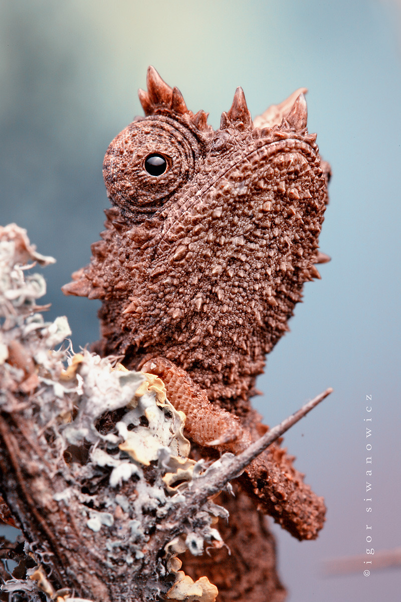 Reptile Facts - Thiel’s Pygmy Chameleon (Brookesia Thieli)