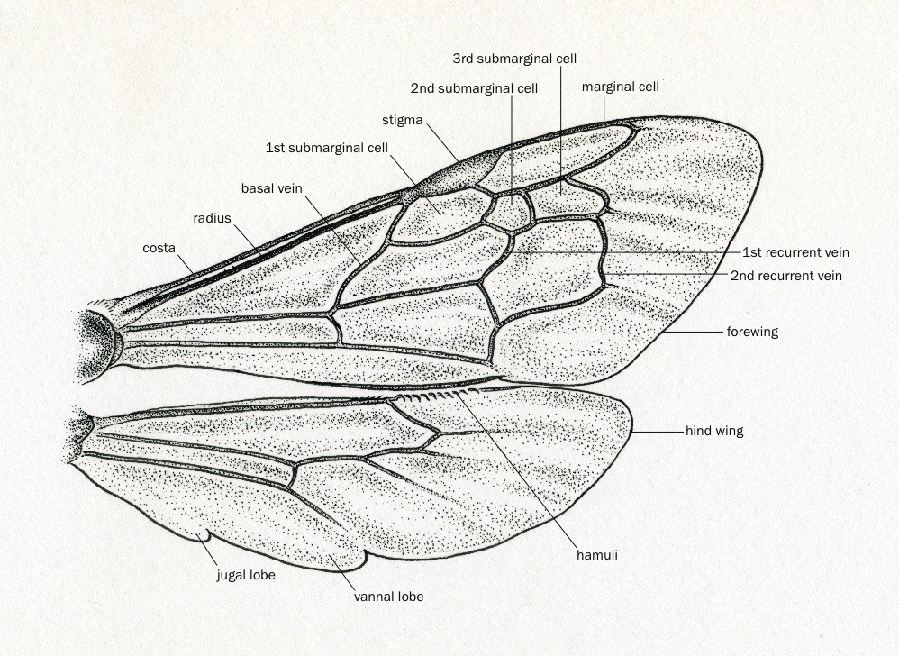 Scientific Illustration noelbadgespugh Basic Bee Wing . . for an...