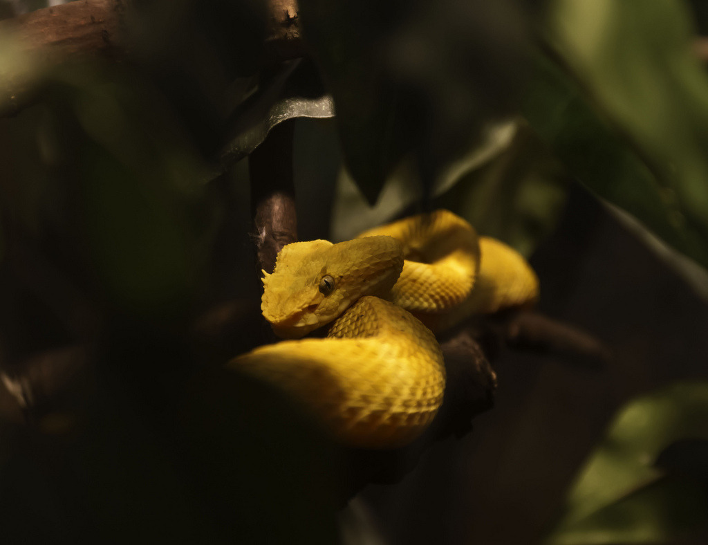 Reptile Facts Fourlegsandmore Yellow Mamba Yellow Phase