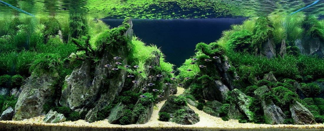 Takashi Amano Aquarien : Nature Aquarium Creator: Takashi Amano - Aquascaping Love : Plantedaquascaping by takashi amano (i.redd.it).