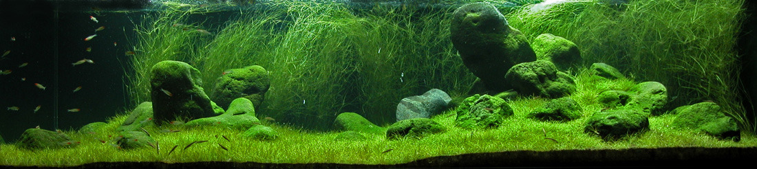 Art & Science Journal — Takashi Amano Aquascaping can be