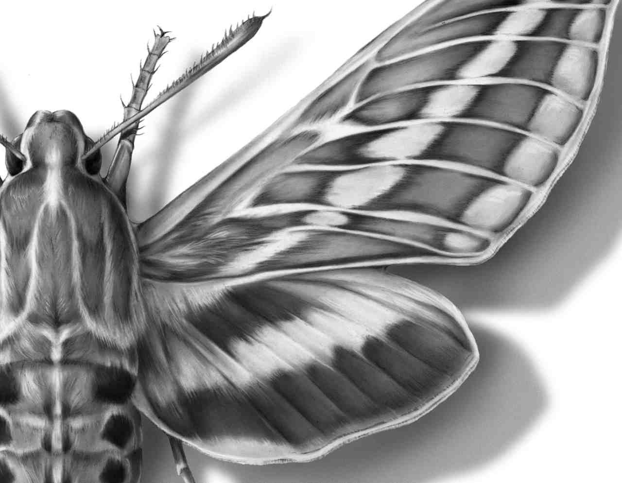 Scientific Illustration | juliepasini: White-Lined Sphinx Moth:...