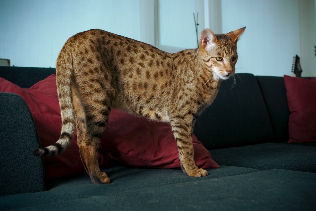 Lovely-KittyCats • kittehkats: The Ashera Cat The rarest domestic...