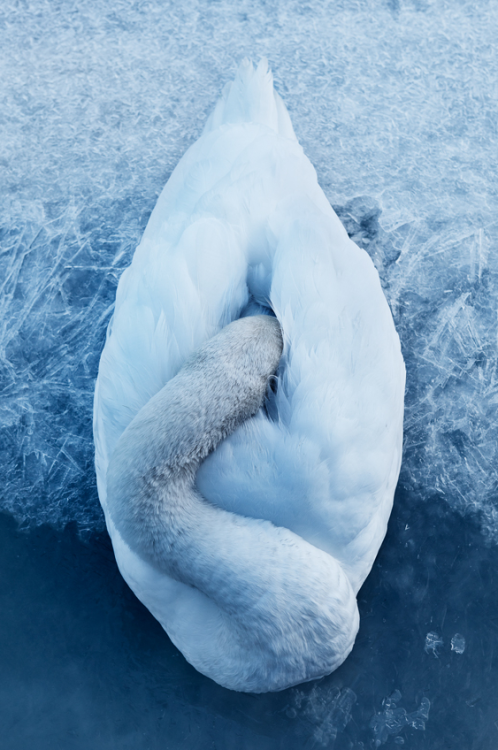 Swan by Victor Selinger.