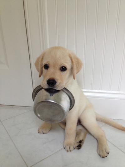 Labrador Puppy Tumblr