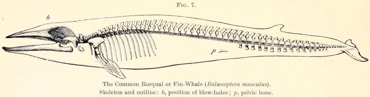 Biomedical Ephemera, Or: A Frog For Your Boils