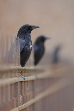 Smart bird’s