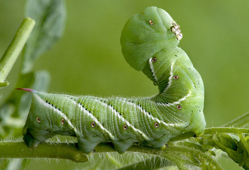 download green hornworm download green hornworm
