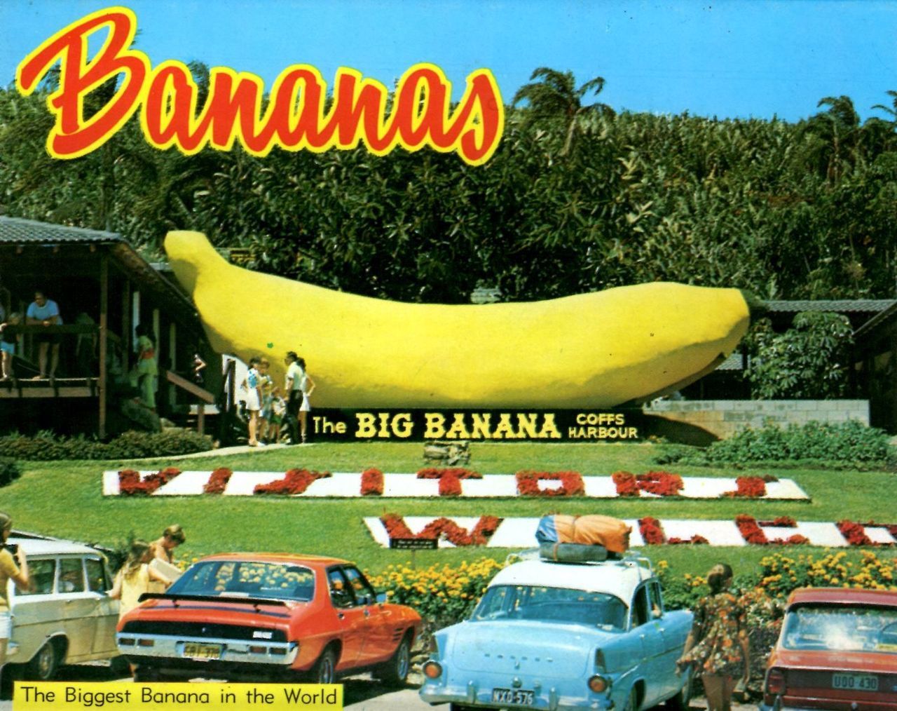 Включи big banana. Биг банана. Бананы Биг банано. Фото Биг банана. Биг банан имя.