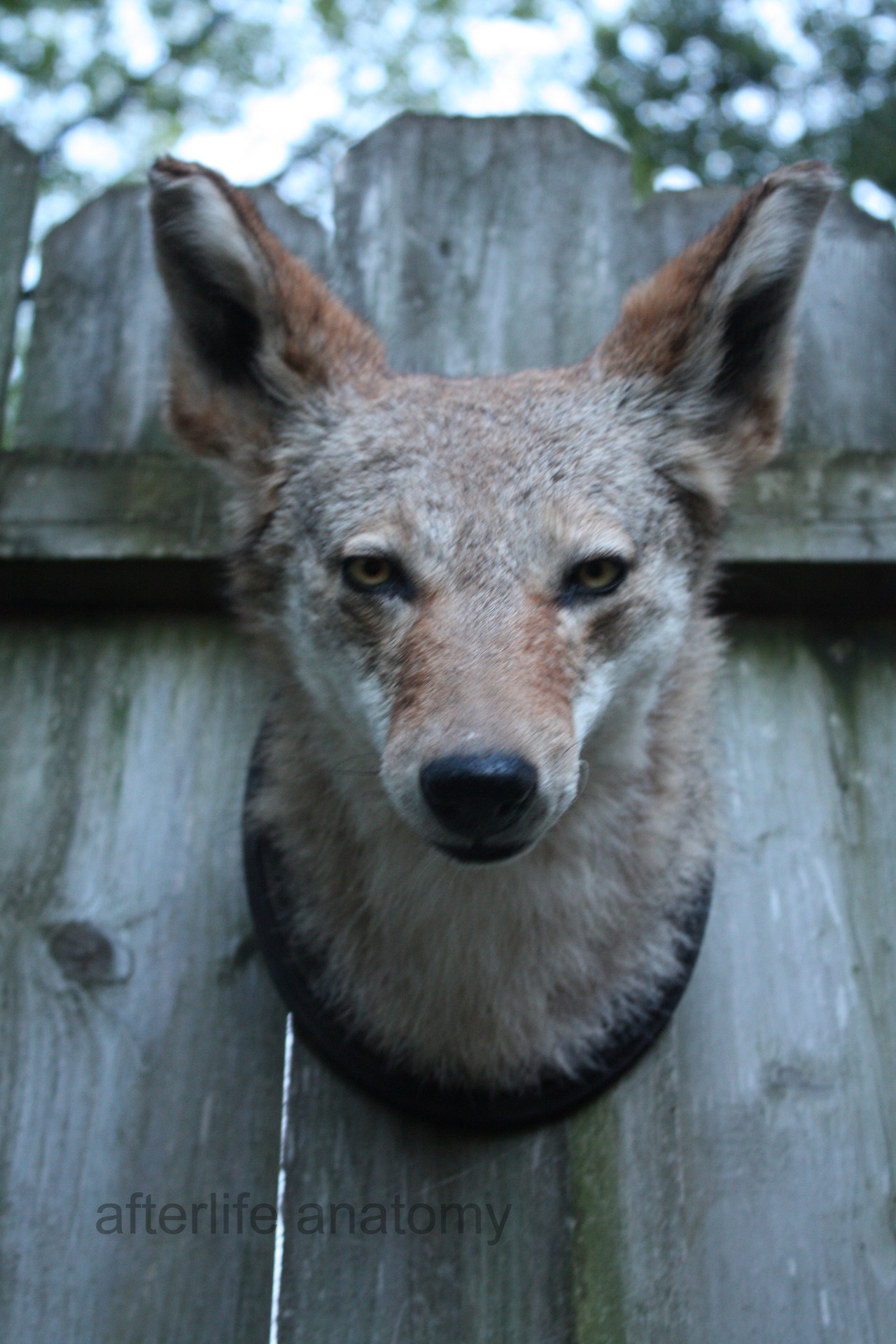 taxidermy coyote neck mount from a project i...