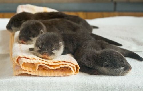 baby otter on Tumblr