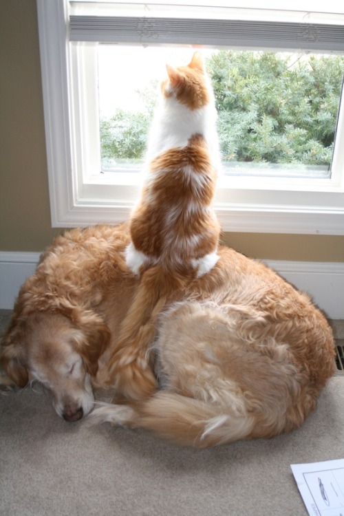 catsbeaversandducks:Real friends are there for you.Photo via...