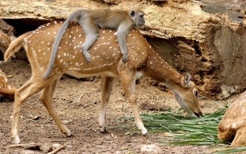 A cheeky monkey hitches a ride on a friendly deer. Carol Smith... tumblr m8wnlscrpp1qzya49o1 500 A cheeky monkey hitches a ride on a friendly deer. Carol Smith...
