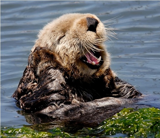 Monterey Bay Aquarium — Counting California’s iconic sea otters For the...