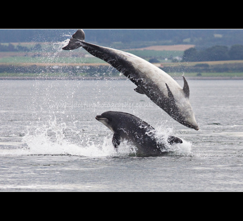 Funny Wildlife • Bottlenose Dolphin Double Breach by cjdolfin on...