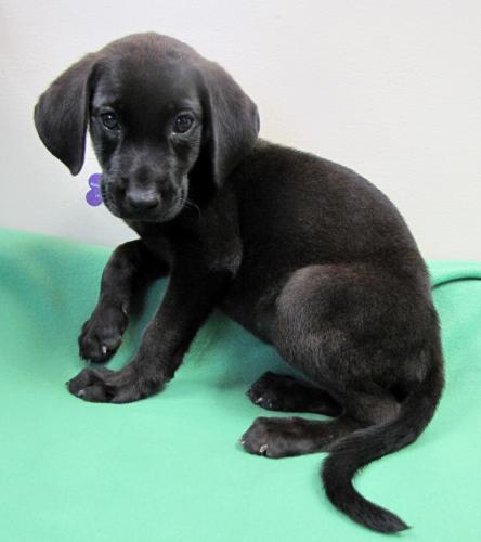 black lab puppy on Tumblr