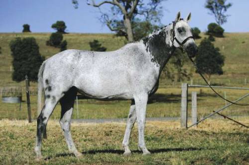 Grey warmblood mare with black ‘bloody shoulder’ markings.
(source)