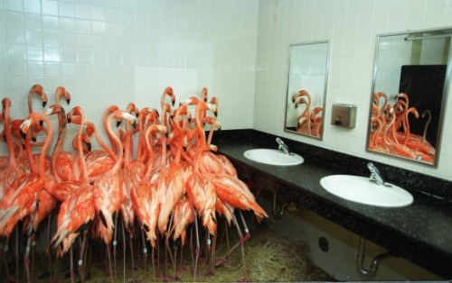 qou:Flamingos take refuge in a bathroom at Miami-Metro Zoo,...