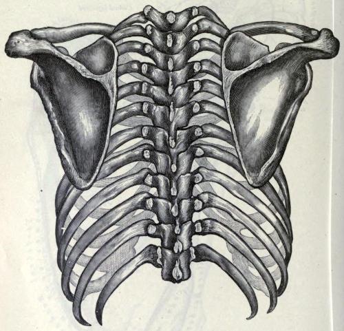 Thorax and shoulder girdle The shoulder girdle is... - Biomedical ...