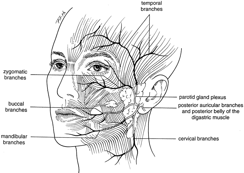The facial nerve provides motor innervation to the... - Nervous System