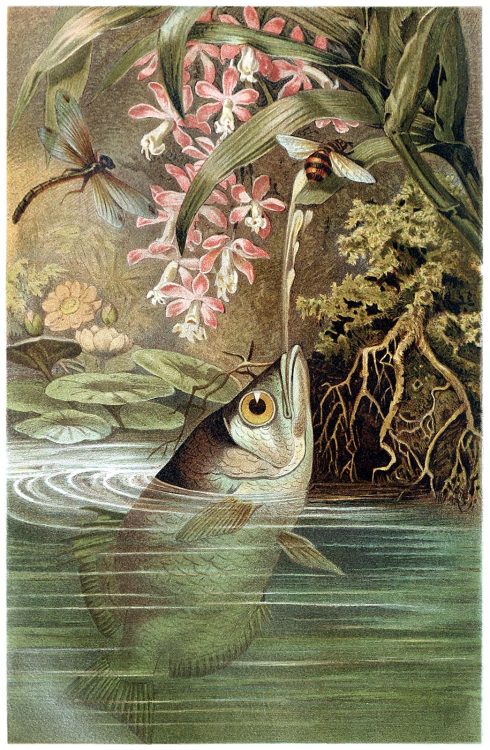 oldbookillustrations:Archerfish (Toxotidae)From Brehms...