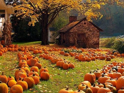 pumpkin-flavoured:x halloween / autumn blog x