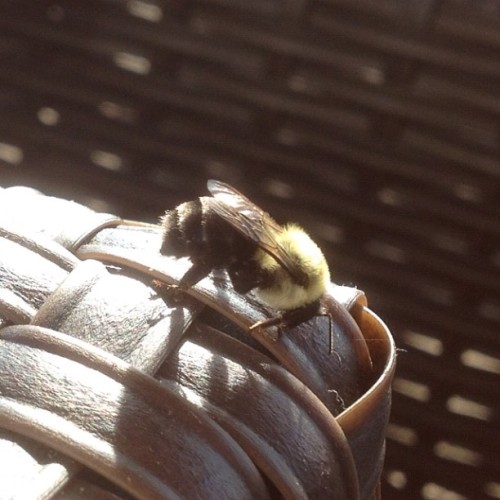 I just got to pet this #bumblebee and it didn’t even get...