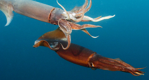 Red Squid found off the Californian coast : r/NatureGifs
