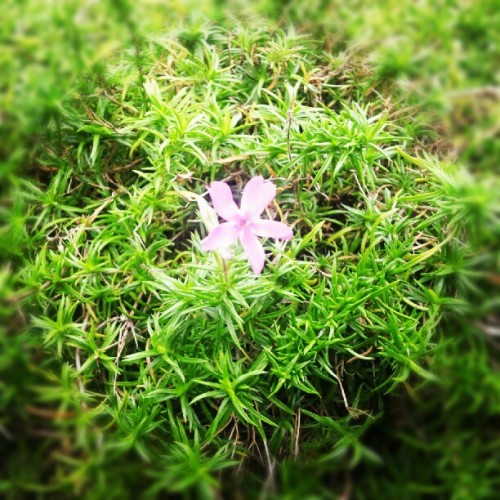 季節外れの芝桜。一輪だけ咲いてた。 (Instagramで撮影)