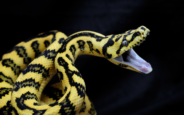 Cavalier Zee, Diamond Jungle Jaguar Snake Unknown Photographer...