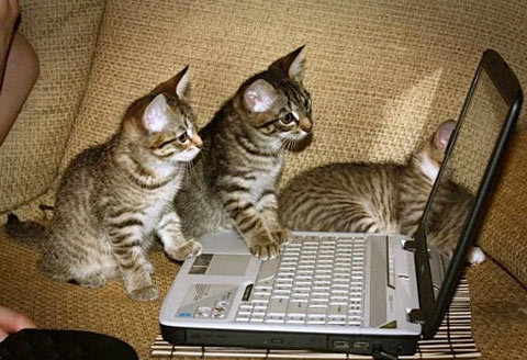 Kittens haz laptop.