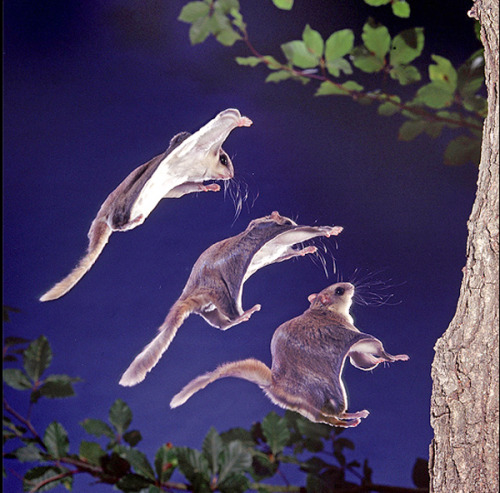 ¿Las ardillas voladoras comen de noche?