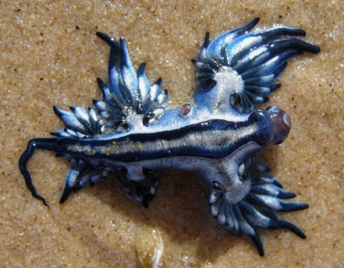 blue dragon mollusk | Tumblr