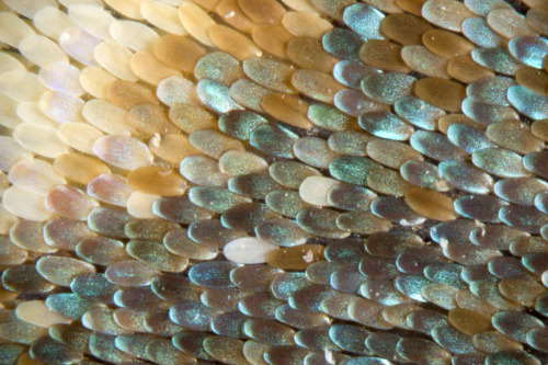 adepthands:Butterfly wing close up