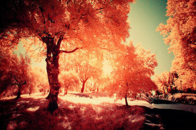 Autumn Love Tumblr