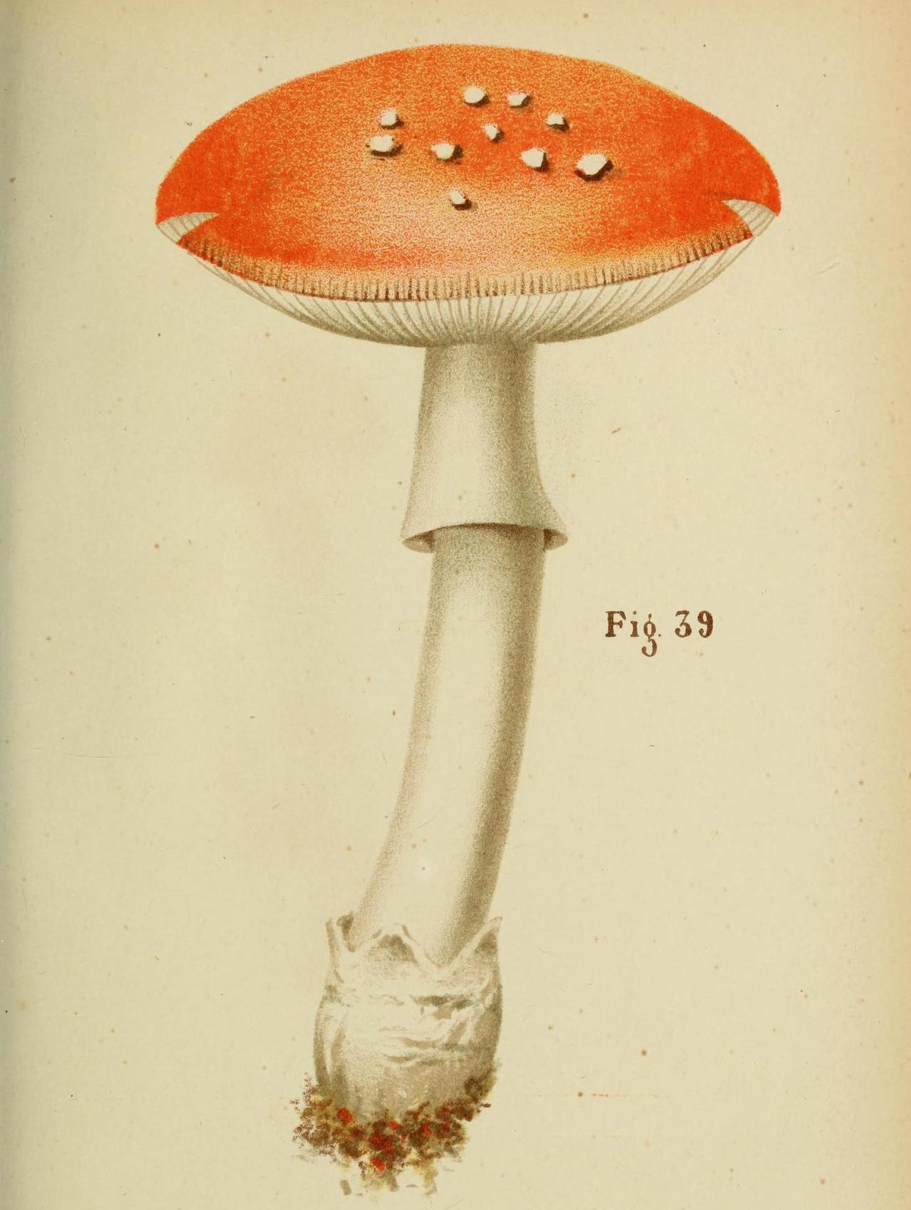 growth-process-of-amanita-muscaria-fly-agaric-biomedical