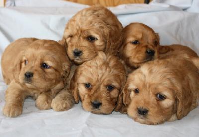 Ongekend golden cocker retriever | Tumblr MU-67