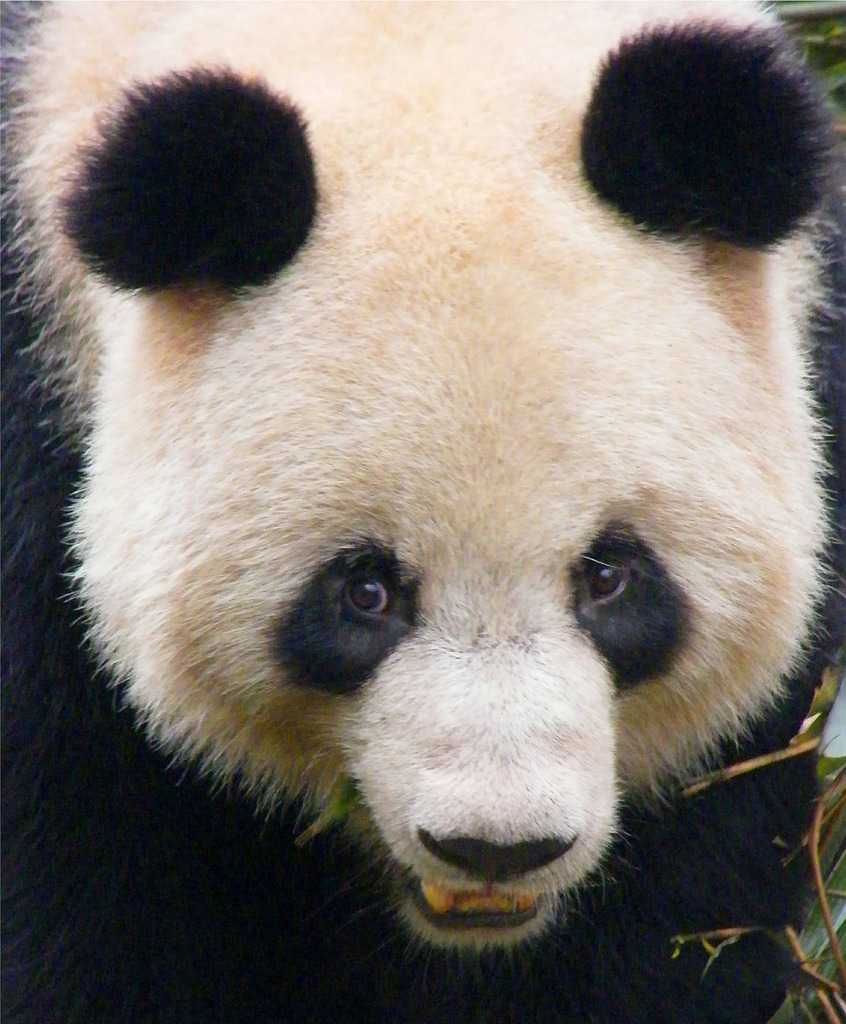 熊猫 (Panda) Stuff