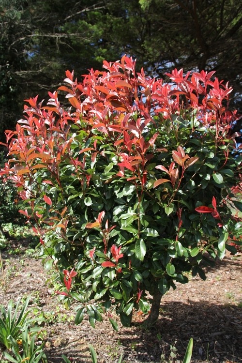 Garden Bloggers Blooms Day Photinia Red Robin