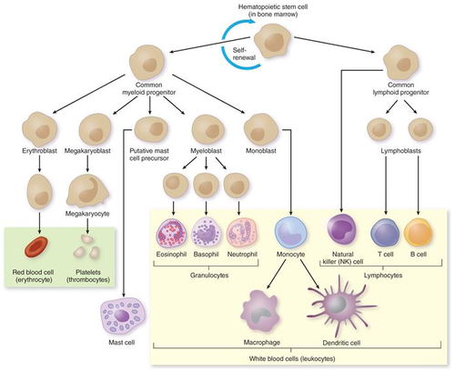 Stratum Lucidum (Elie Metchnikoff on Innate Immune Response)