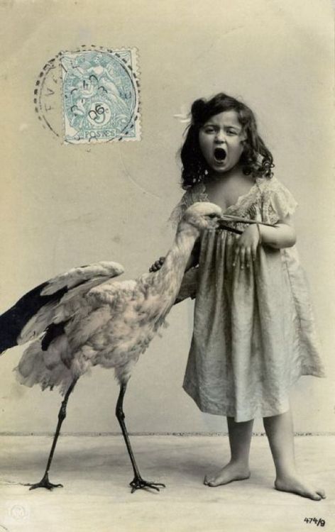 sortrature:Vintage Animal Photography