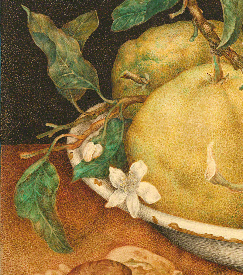 thegetty:
â€œ Still Life with Bowl of Citrons (details), late 1640s, Giovanna Garzoni. The J. Paul Getty Museum
â€