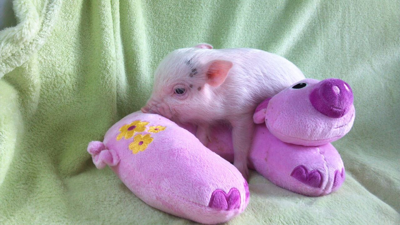 Teacup Piglets That Are Even Cuter Than Kittens | Me And My Favorite Toy