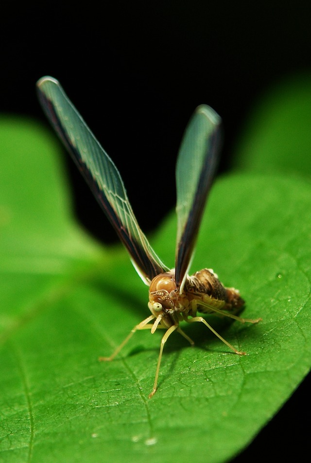 SINOBUG, Long-winged Derbid Planthoppers (Derbidae) These...