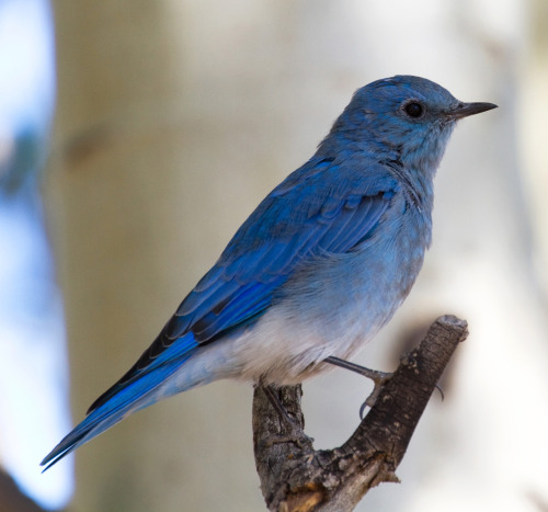 nemoi:Mountain Blue Bird 5 (via ahisgett)